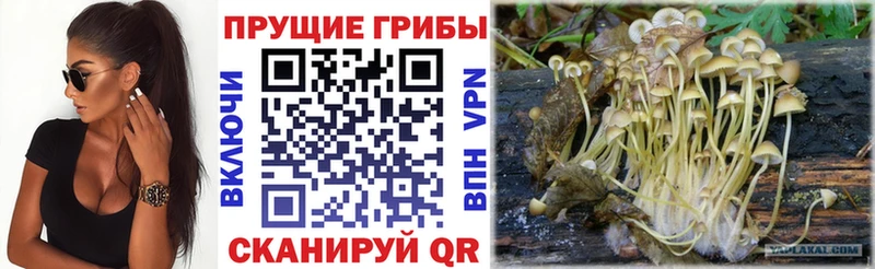 Псилоцибиновые грибы Cubensis  Пошехонье 